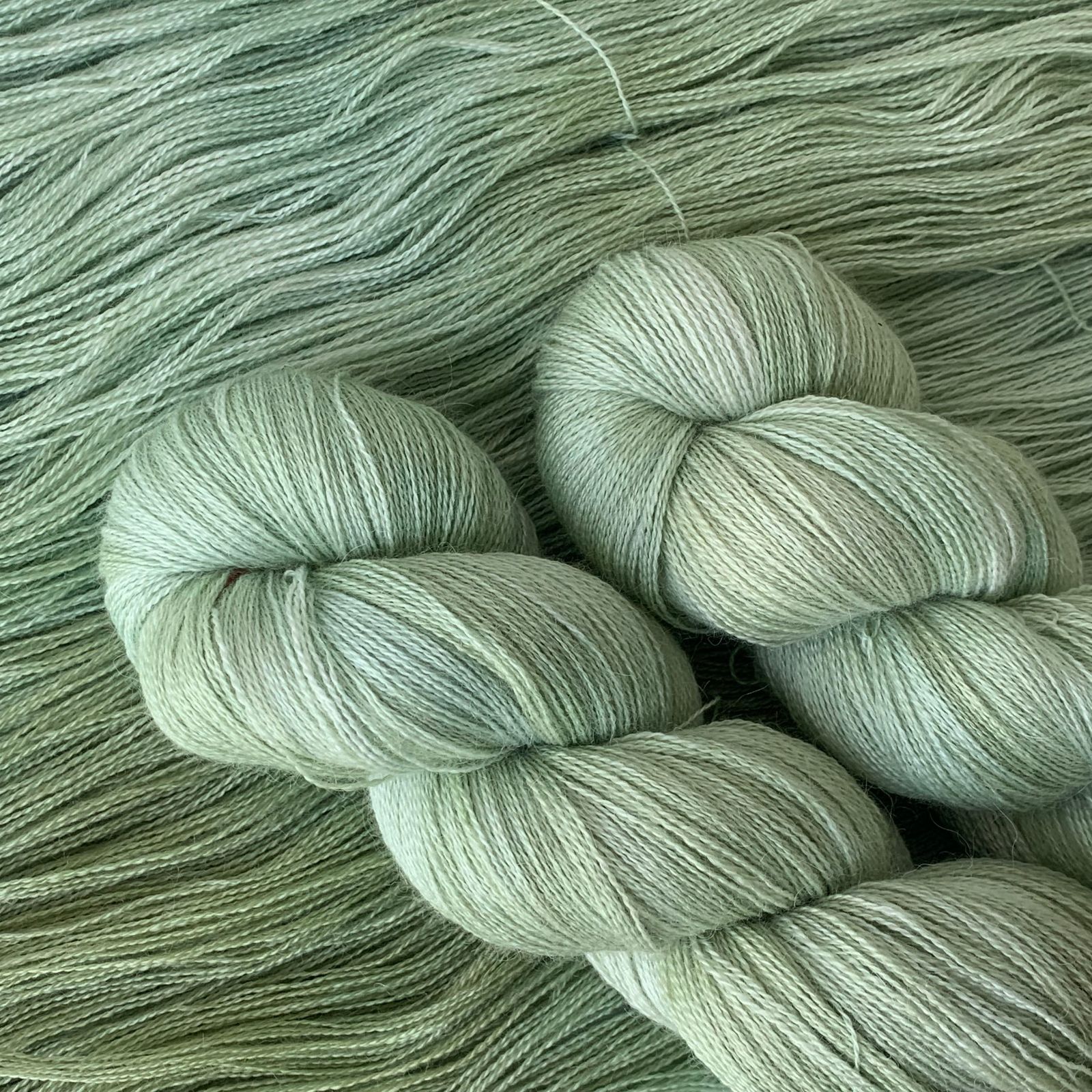 하월시아 Alpaca Lace